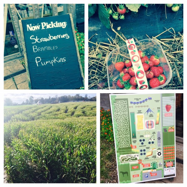 Fun on the farm - fruit picking, mega maze and kids play area, Cairnie Fruit Farm