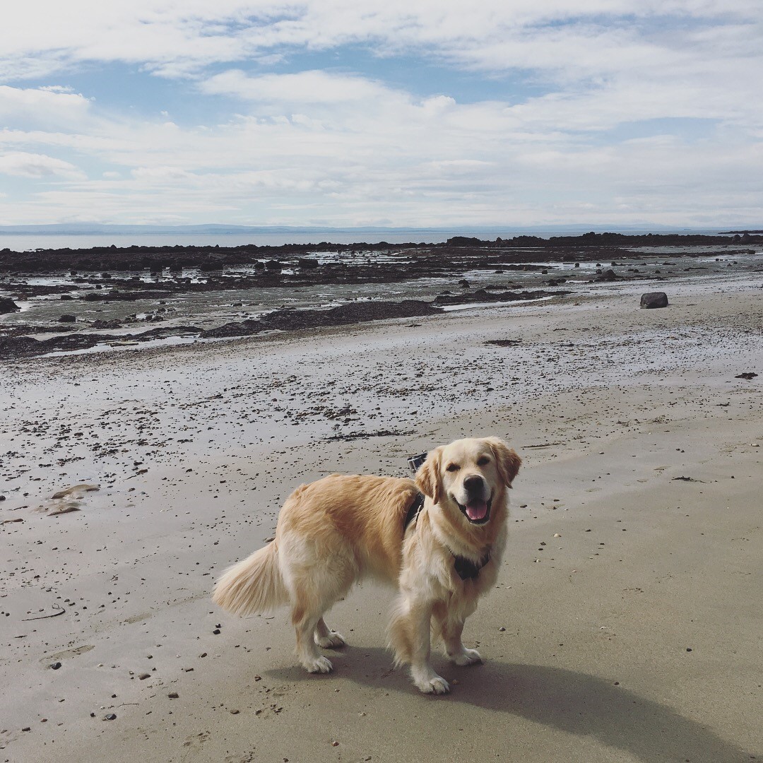 A Dog Blog Dog Friendly East Neuk And St Andrews Rose Cottage