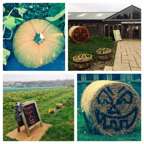 Pick your own pumpkins, Cairnie Fruit Farm